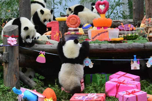 פנדות עם מתנות