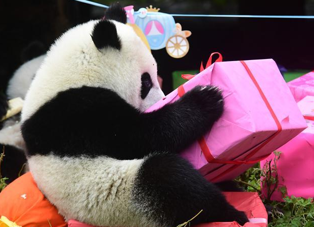 פנדה עם מתנה